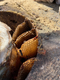 bees in chimney bees in chimney