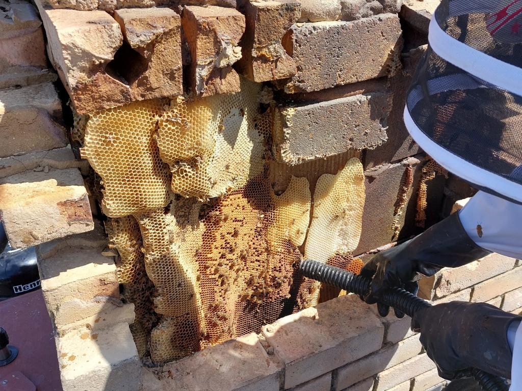Honey Bee Removal